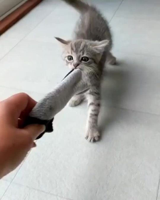 Let go of the sock if you know what’s good for you, human. (via marleytheorphancat)