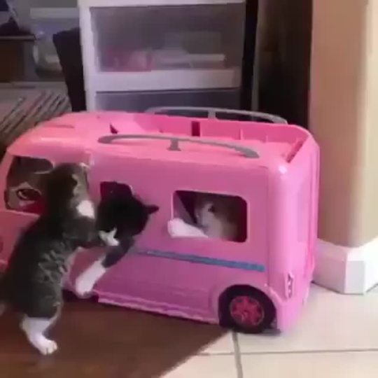 Party bus.