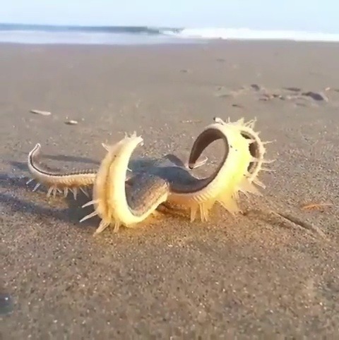 fancy-club-hot-tub:  308rider:  lijanaa:Have you ever seen a starfish walk?   HOLY SHIT!!!!!!Things nightmares are made of!!!!!😳😳😳Pretty kool though 😏   Freaky