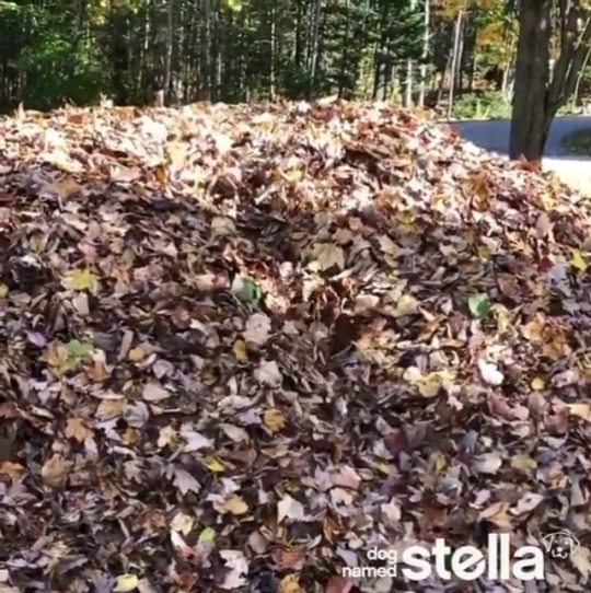 sirfrogsworth: Stella is here to mark the beginning of fall.  [ dognamedstella ]