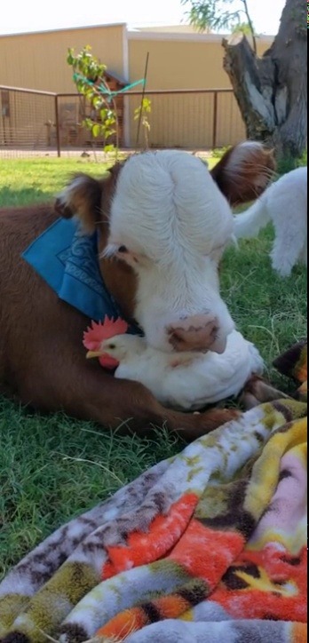 babyanimalgifs:“That’s his chicken&quot; (via)