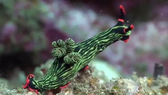 Porn blondebrainpower:Nudibranch photos