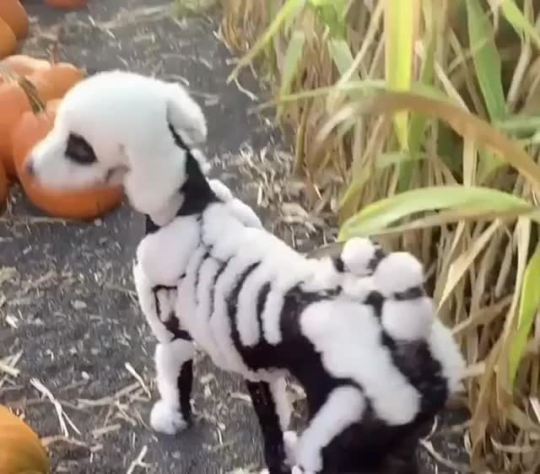 Halloween Dog (via)