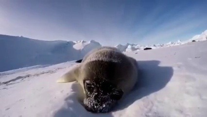 Slushy Seals!