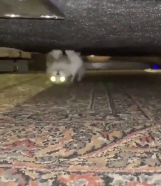 everythingfox:  floor cat(via)