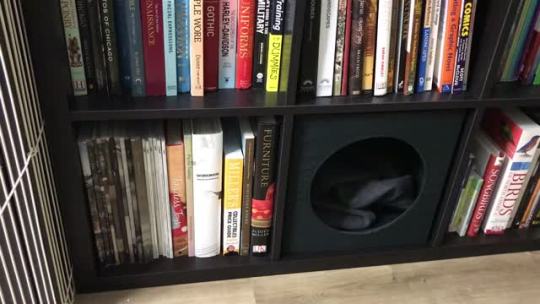 The book goblins have settled into their new home.