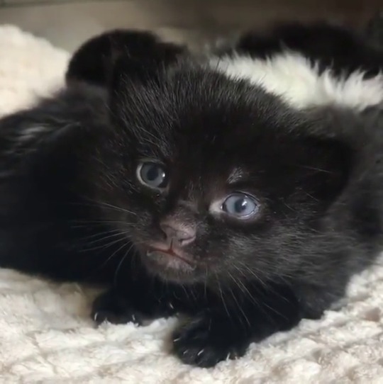 catsofinstagram: From @kitty_fostering_oz: “Such a fierce house panther…” #catsofinstagram  [source: https://instagr.am/p/CGbI0NiICyJ/ ] 