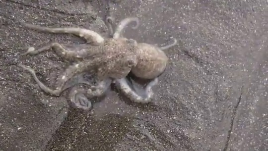 sixpenceee: Octopus elegantly burrows into sand, demonstrating a little-known skill