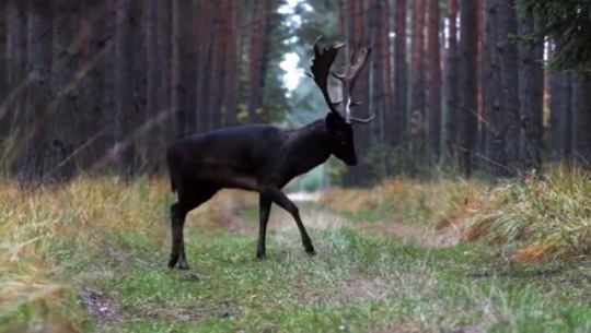 sixpenceee: Black fallow deer recently seen in Baryczy Valley in Poland                             Source
