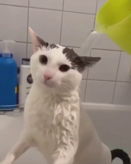 catsofinstagram:From @twiniboo #catsofinstagram  [source: https://instagr.am/p/CGtkQ3loRpg/