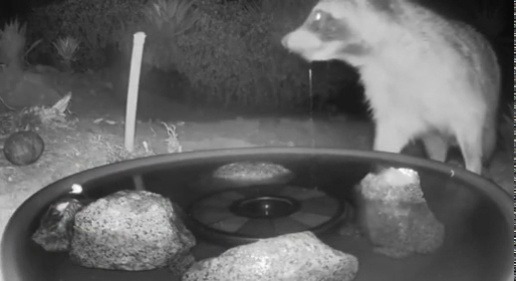 jaubaius:  A variety of wild animals visiting a water fountain.  