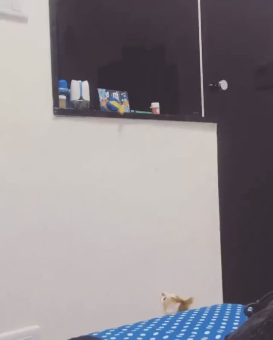 everythingfox:“Mooom could you get my toy for me?”(via)
