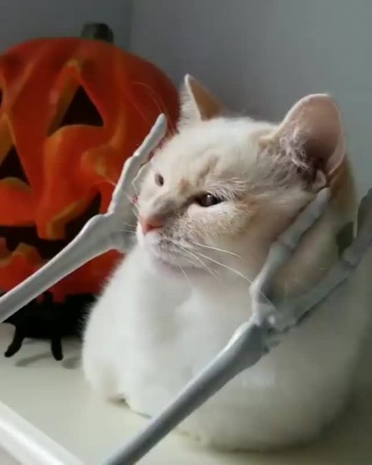 everythingfox:Spooky scritches(via)
