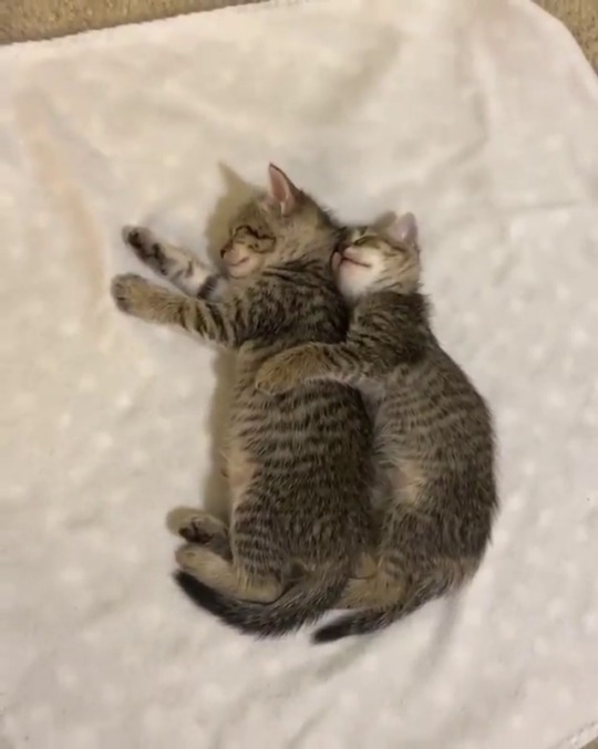 catsofinstagram:From @little.foster.family: “Sometimes they hug, sometimes they spoon, but most times they just flop on top of each other! 😻” #catsofinstagram  [source: https://instagr.am/p/CHD8FOAnrSo/ ]