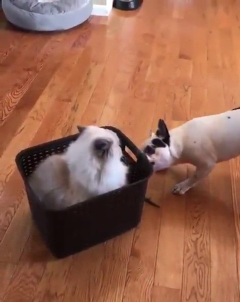 catsofinstagram:From @bonnienclydekitties: “Dogs have owners. Cats have staff.”