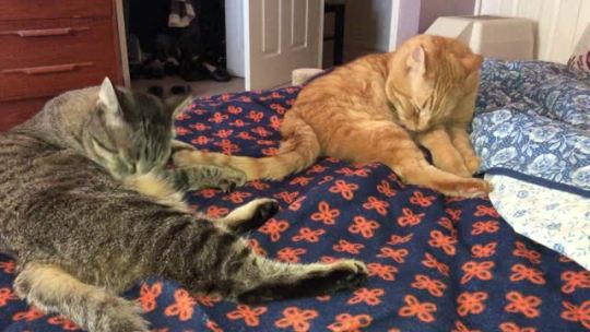 somepeople13:Stressed? Need to find peace? Enjoy 31 seconds of almost synchronized grooming.