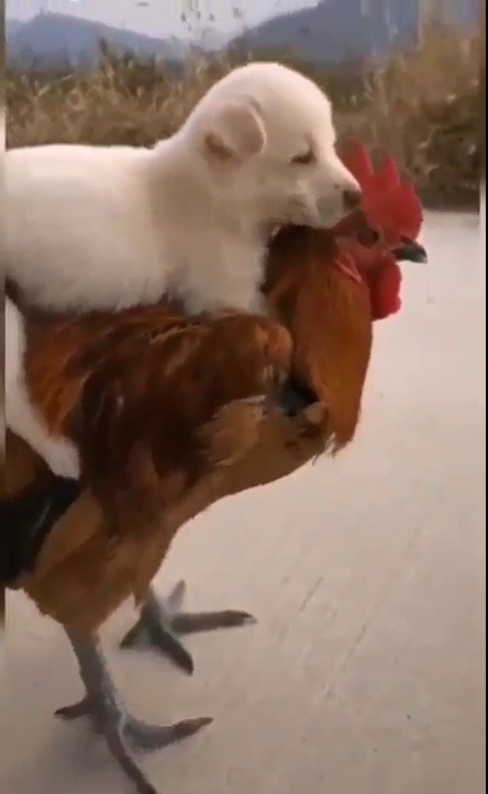 everythingfox:  Puppy riding a chicken. Nothing unusual here(via)