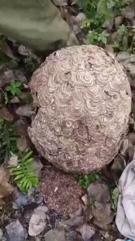 beehive