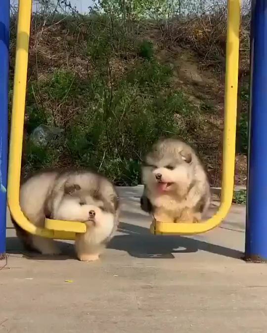 Two types of puppies