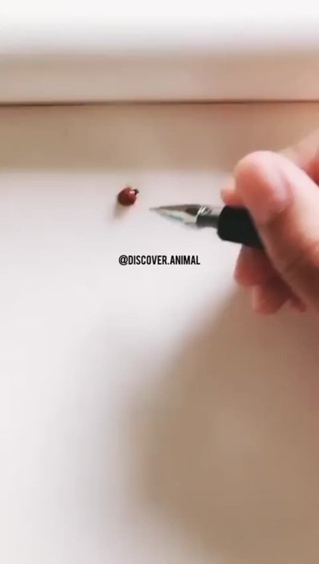 ladybug line follower robot