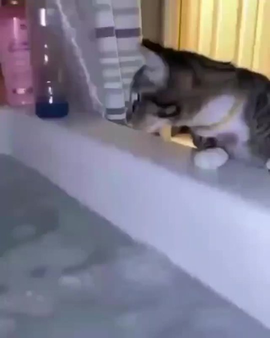 catasters: