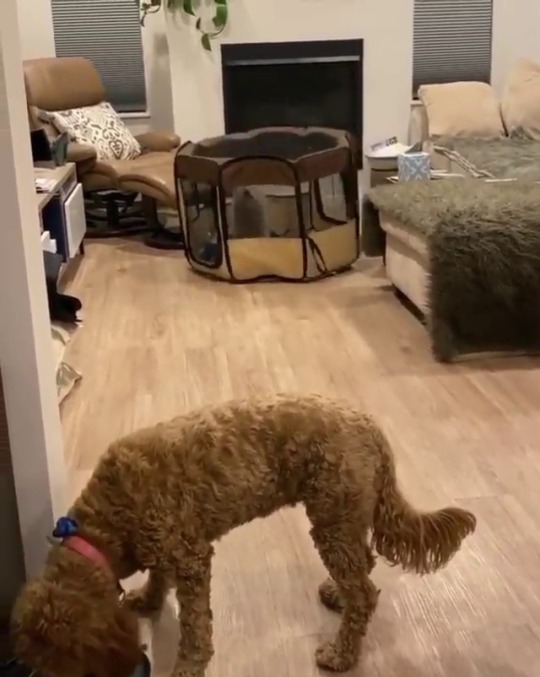 fluffygif:    We all know that one crazy dog
