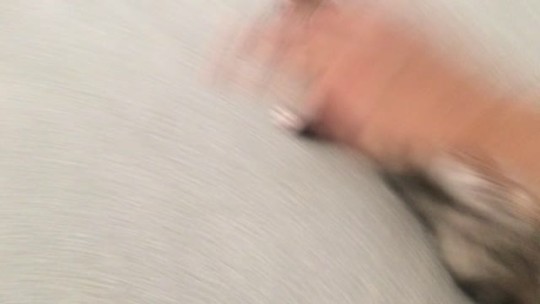 Last night was the 4-year anniversary of me adopting my current three ferrets. This video is from Miss Rudy's first morning...