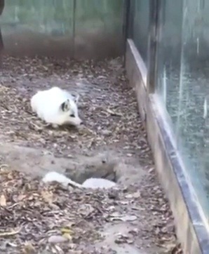 babyanimalgifs:Snow Fox losing it when its friend does a vanishing act (Source)