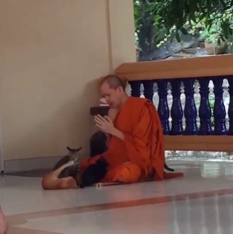 justcatposts:  Thai Buddhist monk: I …..will…..keep….. praying…. (Source)