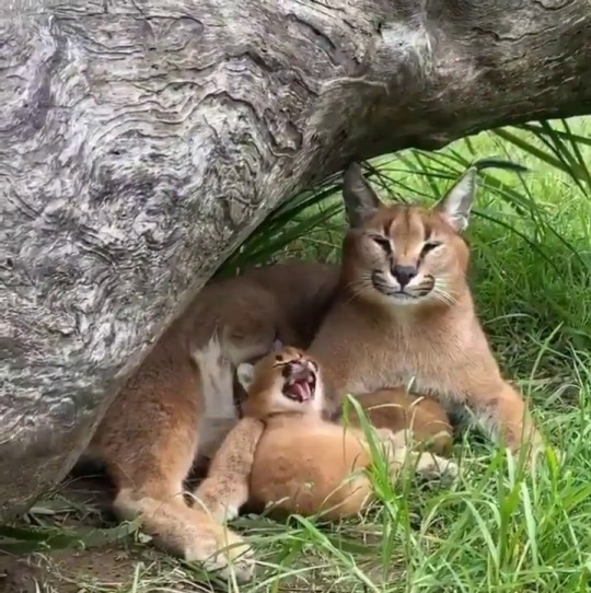 sirfrogsworth:It would seem yawns are contagious for big kitties too. 