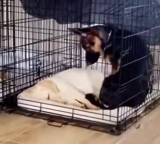 babyanimalgifs:  My heart couldn’t take this (Source)