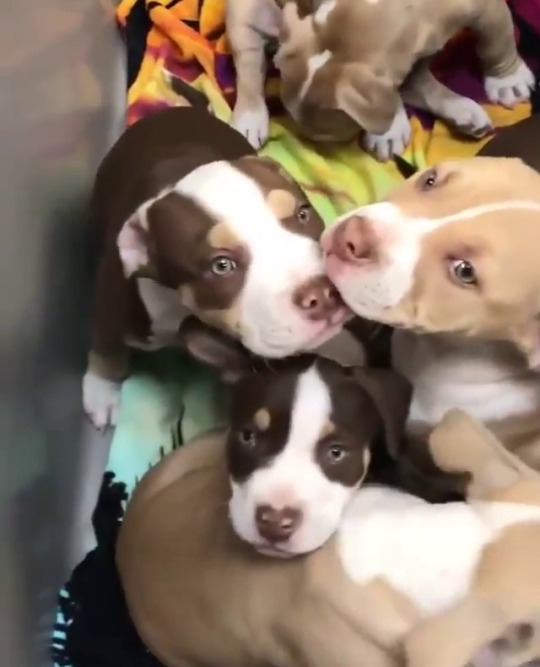 hypnomindstorm:everythingfox:The puppy cart(via) In case you needed something to