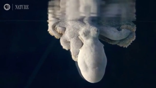 sixpenceee: Sleeping octopus changing color while dreaming     Source                       
