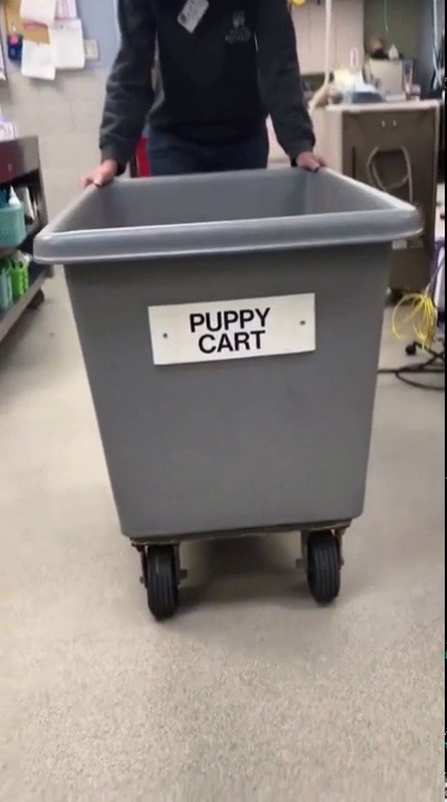 babyanimalgifs:  Puppy cart(via)