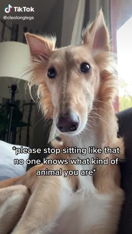 tiktoks-for-tired-tots: