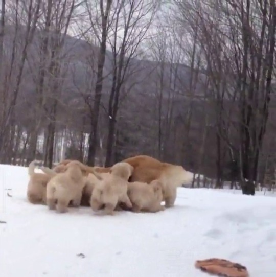 hank-sartin-72:  babyanimalgifs:  A doggo’s love for her puppers (Source)   🐶♥️🐶♥️🐶♥️🐶♥️