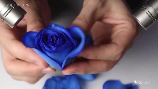 Rose Petal Sounds by Vito ASMR