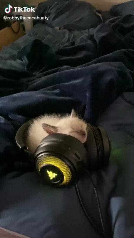everythingfox:Headset kitty(via)
