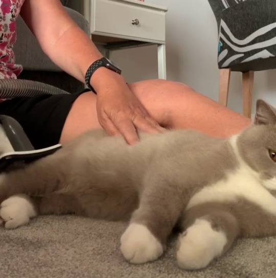 Porn Pics justcatposts:He adores being vacuumed. As