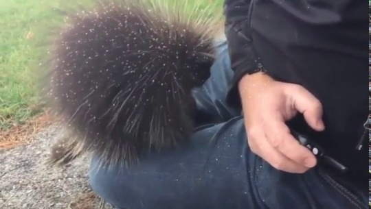 Porn everythingfox:    Porcupine likes warm hugs(via) photos