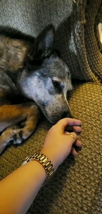 hank-sartin-72:babyanimalgifs:  How to wake up a deaf dog (Source)   ❤️🐶♥️🐶♥️