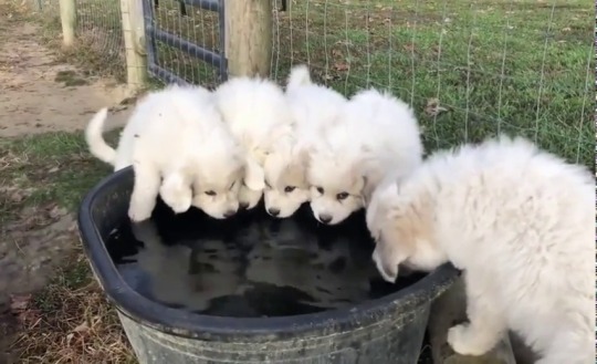 everythingfox:The sound of cute puppies hydrating(via)