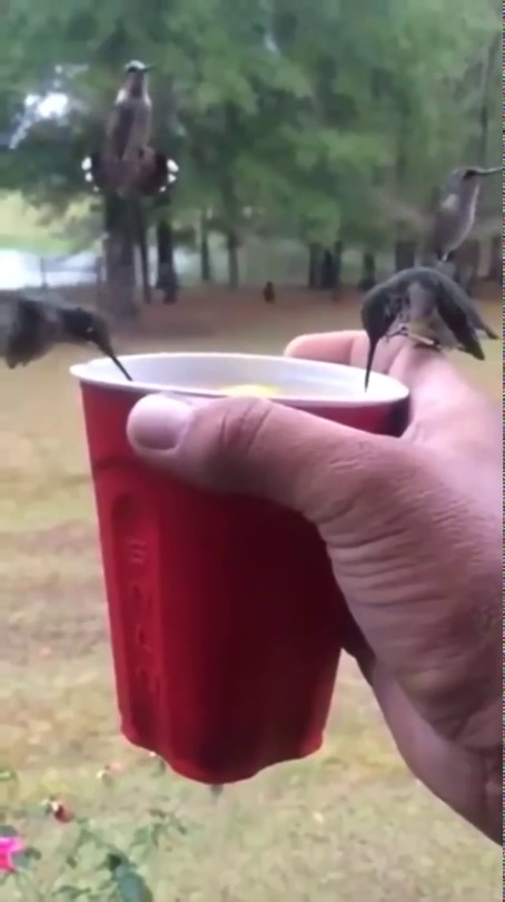 everythingfox:Humming birds having a drink(via)