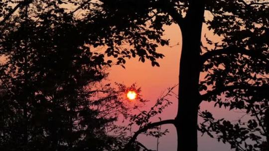 Sunset Forest by Relaxing Sounds of Nature