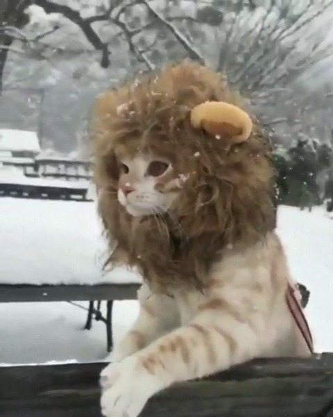 Porn justcatposts:Snow lion (via) this is funny  photos