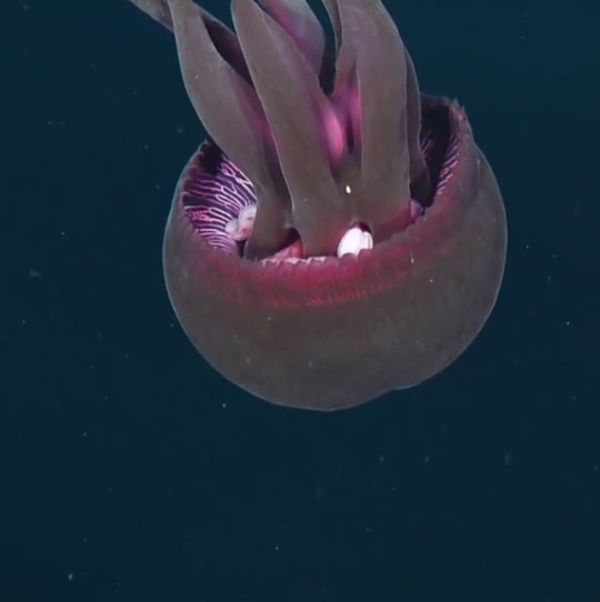 sixpenceee:   Despite its large size, scientists  didn’t encounter this massive Tiburonia jelly untill 1993. It makes you  wonder what kind of alien-looking animals are still undiscovered. (Source)  