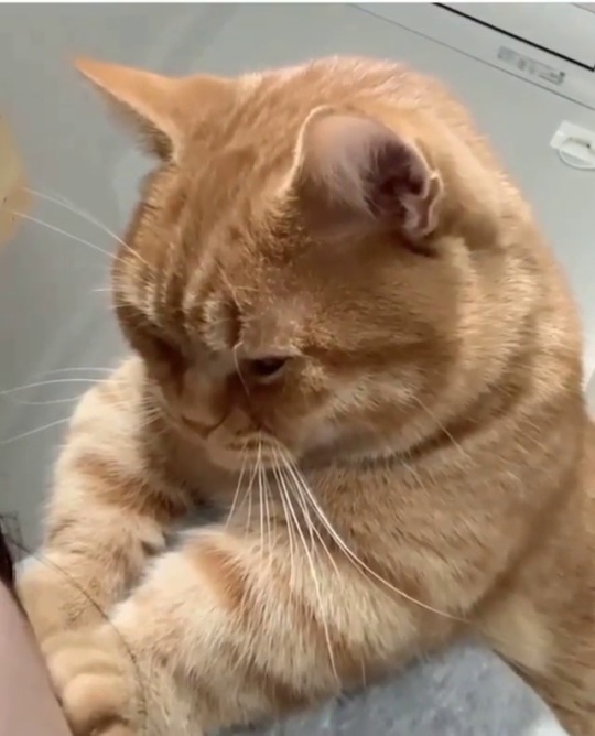 everythingfox:  Pet him you monster(via)