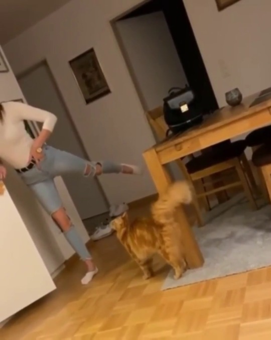everythingfox:Copy cat(via)