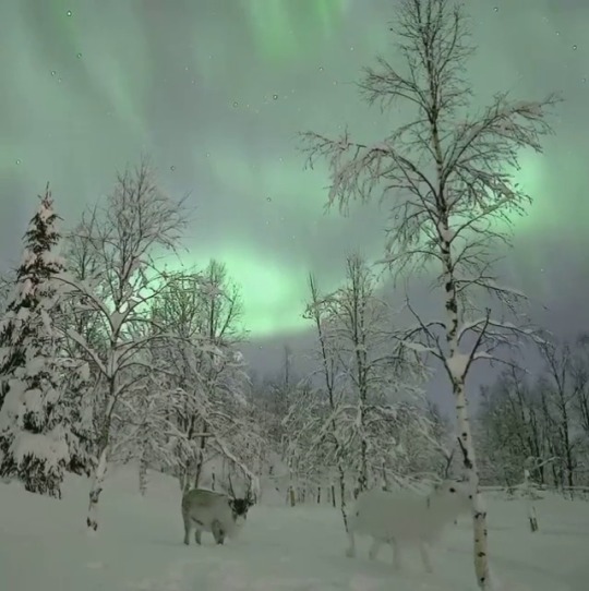 renamonkalou:Reindeer under the aurora | Aurora Borealis Observatory