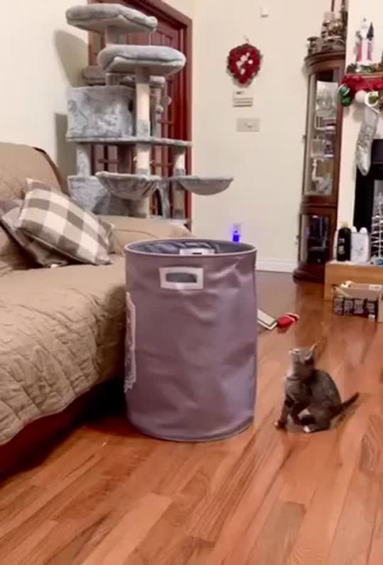 dumbasscats:My kitten Charlie loves the laundry hamper. He&rsquo;ll meow and